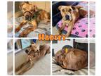 American Staffordshire Terrier Mix DOG FOR ADOPTION RGADN-1300702 - Harley - In