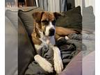 Labrador Retriever Mix DOG FOR ADOPTION RGADN-1300703 - ABIGAIL - Labrador
