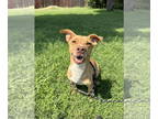 American Staffordshire Terrier-Pembroke Welsh Corgi Mix DOG FOR ADOPTION