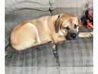 Mastiff DOG FOR ADOPTION RGADN-1300726 - Raven - English Mastiff (medium coat)