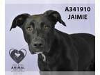 Labrador Retriever DOG FOR ADOPTION RGADN-1300729 - JAMIE - Labrador Retriever