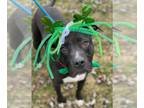American Pit Bull Terrier DOG FOR ADOPTION RGADN-1300734 - Oscar - American Pit
