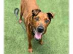 Redbone Coonhound Mix DOG FOR ADOPTION RGADN-1300737 - COWBOY - Redbone