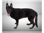 German Shepherd Dog DOG FOR ADOPTION RGADN-1300738 - *MAISIE - German Shepherd