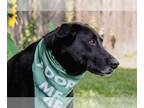 Border Collie Mix DOG FOR ADOPTION RGADN-1300748 - Kipper - Black Labrador