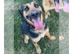 German Shepherd Dog Mix DOG FOR ADOPTION RGADN-1300759 - Rocket - German