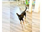 Doxie-Pin DOG FOR ADOPTION RGADN-1300761 - Sweet Pea - Miniature Pinscher /