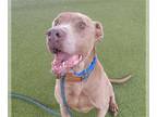 Labmaraner DOG FOR ADOPTION RGADN-1300765 - STERLING - Weimaraner / Labrador