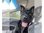 Labrador Retriever Mix DOG FOR ADOPTION RGADN-1300768 - VIOLET - Labrador