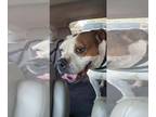 American Pit Bull Terrier Mix DOG FOR ADOPTION RGADN-1300774 - Nova - Terrier /