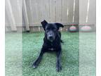 Sheprador DOG FOR ADOPTION RGADN-1300777 - Winnie - Labrador Retriever /