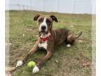 American Pit Bull Terrier Mix DOG FOR ADOPTION RGADN-1300778 - Bounce - American