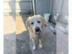 Great Pyrenees DOG FOR ADOPTION RGADN-1300783 - *NOODLE - Great Pyrenees (medium