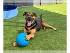 Rottweiler Mix DOG FOR ADOPTION RGADN-1300804 - RUFFLES - Rottweiler / Mixed