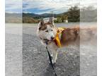 Siberian Husky DOG FOR ADOPTION RGADN-1300807 - HAZLE - Siberian Husky (medium