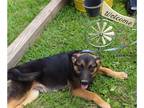 German Shepherd Dog Mix DOG FOR ADOPTION RGADN-1300817 - Timber-6 months-Neuter