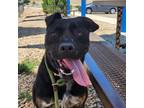 Adopt Melody a Shepherd