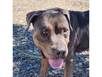 Adopt Darla a Rottweiler, Mixed Breed