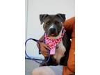 Adopt Dixie a Pit Bull Terrier