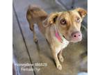 Adopt Honeydew a Labrador Retriever