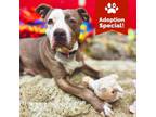 Adopt Dalilah - Dog & Kid Friendly! Potty Trained! a Pit Bull Terrier