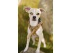Adopt Ellie May a Whippet, Mixed Breed