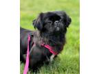 Adopt Garnet a Pekingese