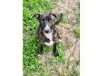Adopt Aurora a Mixed Breed
