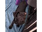 Adopt Puddles a Pit Bull Terrier