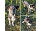 Adopt Bambi a Border Collie, Mixed Breed