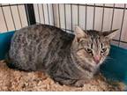 Adopt Mama Diana a Domestic Short Hair, Tabby