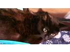 Adopt Mama Slipper a Domestic Long Hair