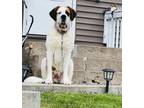 Adopt Lacey a Saint Bernard