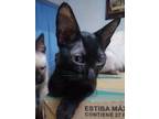 Adopt Batgirl a American Shorthair