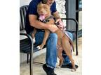 Adopt Cranberry a Pit Bull Terrier