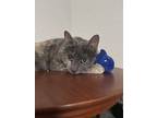 Adopt Faye a Domestic Short Hair