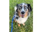 Adopt Lilly Anne a Australian Shepherd, Mixed Breed