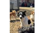 Adopt Paula a Pointer