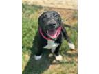 Adopt Blossom a Affenpinscher, Labrador Retriever