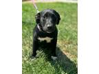 Adopt Buttercup a Affenpinscher, Labrador Retriever