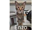 Adopt Enzo a Ocicat, Tabby