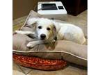 Adopt Glacier a American Eskimo Dog