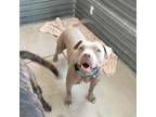 Adopt Pal a American Staffordshire Terrier