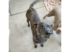 Adopt Bryn a Chocolate Labrador Retriever