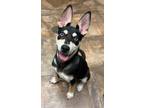 Adopt Axel a Husky