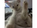Adopt Gavin a Siamese, Domestic Medium Hair