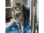 Adopt Mesa Moon a Domestic Medium Hair