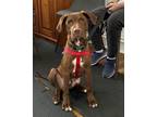 Adopt Ritchie a Labrador Retriever