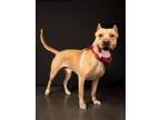 Adopt Benty Sizzle a Cane Corso, Mixed Breed