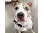 Adopt Butterball a Pit Bull Terrier